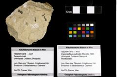 Foto (Objekt + Etiketten) von Cracensigillatus acutirostris (Moericke, 1889) 